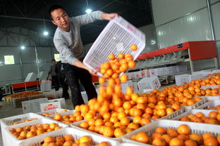 江南镇农产品初加工厂正式投产运营，助力食用农产品零售升级