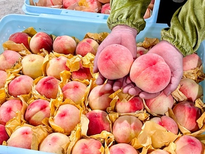 搭乘即时零售快车，南汇水蜜桃告别“树下熟”——新零售模式下食用农产品的消费变革